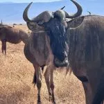 ugly looking animal