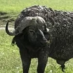 wildlife in africa
