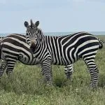 zebras