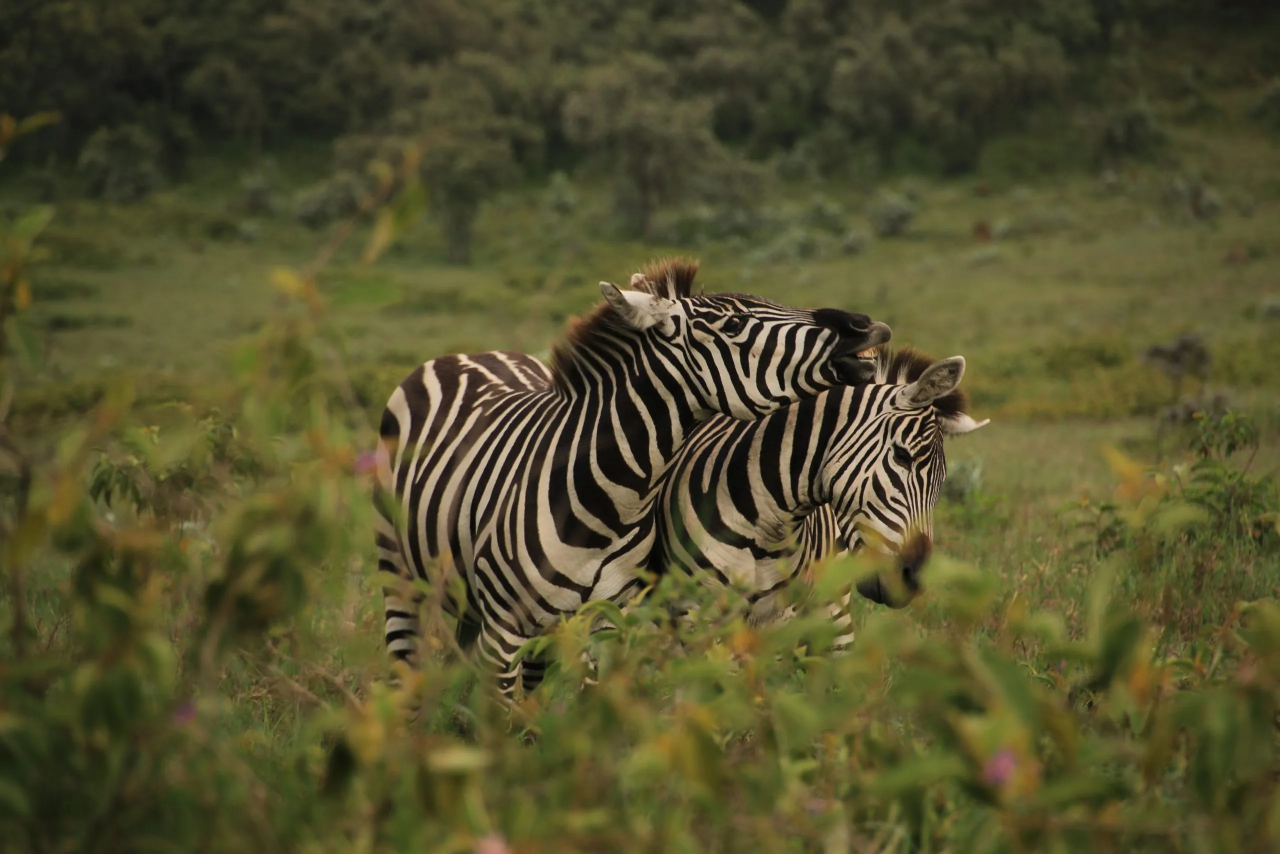 Zebras playing in Hell's Gate National Park (Kenya) (01)