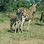 zebras in the wild